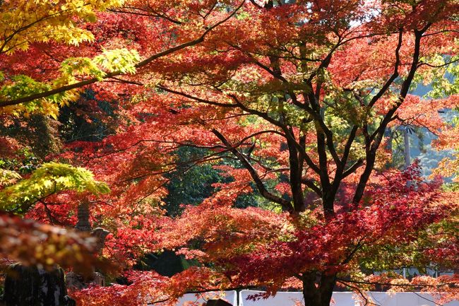 数日前から11月23日の京都は晴天しかも暖かいとわかったので、新幹線に乗り行って来た、<br /><br />交通費が結構掛かっているので色々巡ることとし、枚数の関係上3部に分けてみました。<br />全体的に共通は、人が多い・光が当たりまくりで色飛び多数・結構歩いた及び移動で疲れた（朝8時から夕方6時ごろまで）。