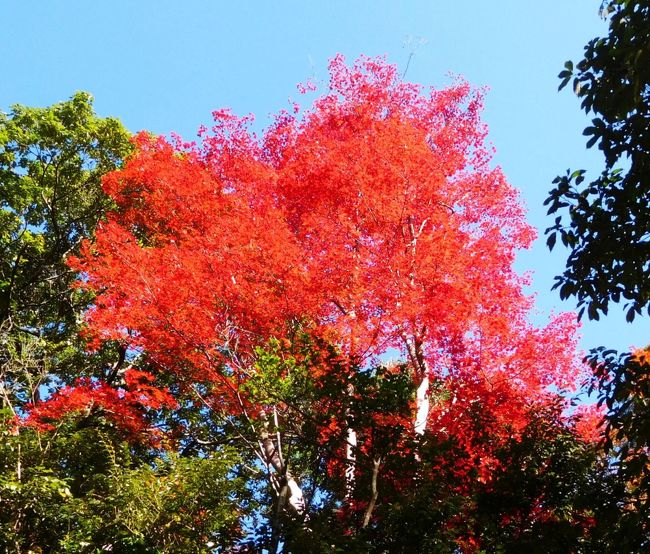 大阪の温泉＆紅葉の名所 箕面を1泊2日で訪ねました。1日目は、ホテルで温泉、大衆芸能、ジャズを楽しみました。2日目は快晴で、箕面の滝までの滝道を往復し、素晴らしい紅葉を楽しみました。素晴らしい散策路で、紅葉の時期以外にも再訪したいところです。