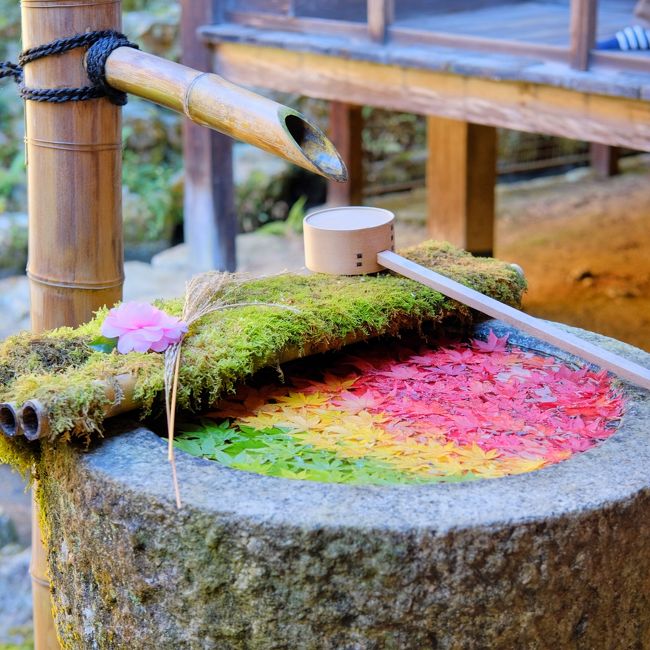 長岡京市にある『柳谷観音』は、弘法大師ゆかりの寺院で眼病平癒の祈願所として、平安時代より眼病に悩む人々に信仰されてきたそうです。<br /><br />私がこのお寺を知ったのは今年の梅雨の時期。手水舎が色とりどりの紫陽花で彩られたとても綺麗な写真を見て、場所をチェックしたらこの柳谷観音でした。ここはかねてより紫陽花のお寺としても有名で、去年ぐらいから紫陽花の&quot;花手水&quot;があるとSNSで広まっていたのでした。<br /><br />そして先日、たまたま紅葉が美しい場所の新名所として柳谷観音の&quot;なないろ手水&quot;のことが紹介されているのを発見！この時期は、手水鉢がもみじ葉で七色の虹のように彩られ、しかもその&quot;なないろ手水&quot;のパターンが他にもありそうでした☆彡<br /><br />いつも一緒に紅葉狩りに出かける友人との予定の日の前に、これは行くしかないと一人で出かけてみました。