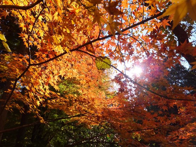 秋になったので紅葉狩りに行ってきました。<br />元吉山清水寺は瀬高駅・筑後船小屋駅から西へ山を少し上ったところにあるお寺です。本坊庭園は雪舟監修ともいわれ空・山・庭の組み合わせが見事でした。紅葉も赤や黄色のもみじがちょうど色づき始めたところで楽しむことができました。<br />清水寺は春の桜・夏の新緑・秋の紅葉を楽しむことができるスポットです。