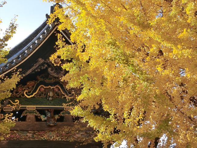 2019年の京都(紅葉狩り)旅行記録です。<br /><br />11/23：常寂光寺・大覚寺・智積院・永観堂<br />11/24：西本願寺・渉成園