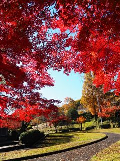 2019.11 秋の紅葉めぐり+α（２）瑞浪市民公園と恵那峡で紅葉狩り