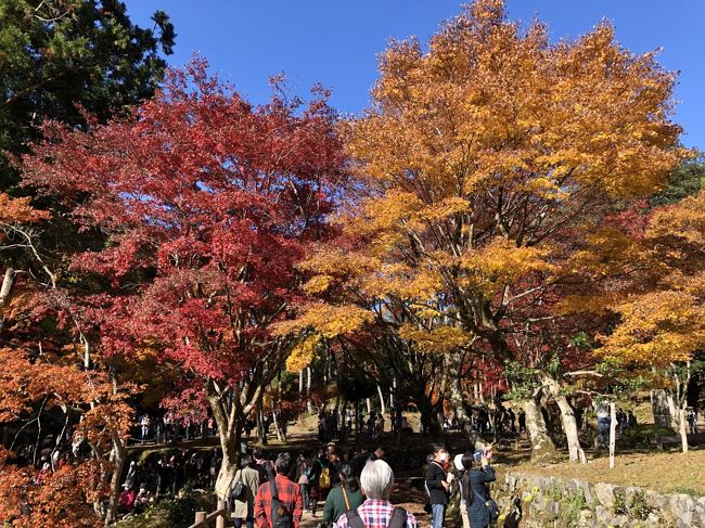 １１月２３日好天なので近くで紅葉を見に行くことに。<br />石道からの鶏足寺は、歩く距離が短いのでこのコースを選択。<br />石道の公民館駐車場に車を止め、観光の方が通る道を避けわざと細い道を選択しました。<br />川沿いには、民家が並び柚子が実ってるお宅も。<br />細い道には、古い土蔵から山の紅葉と風情を感じながら石道寺へ。<br />石道寺の横の遊歩道階段から鶏足寺へ向かいます。<br />木漏れ日が、紅葉を照らしとてもきれいです。<br />鶏足寺も多くの観光の方でした。<br />立ち入り禁止の参道は落ち葉が、風情を感じます。