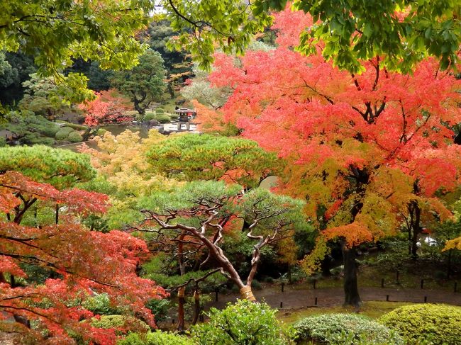 秋が深まり、都心の紅葉もだいぶ色づきが進んでいるよう。だけど、今年は例年より紅葉遅めで見頃前の名所も多い。どこかいい場所はないかなと探していたら、旧古河庭園の色づきが良さそうで、出かけることに~。<br /><br />まだ青葉も多かったものの、緑から赤に染まる木々のグラデーションや、青葉と紅葉の入り混じった様子がとても綺麗!紅葉に加え、寒さで長持ちしている秋バラ達もまだ頑張っていたので、花も楽しめて一石二鳥でした♪<br /><br />よろしければご覧ください~!
