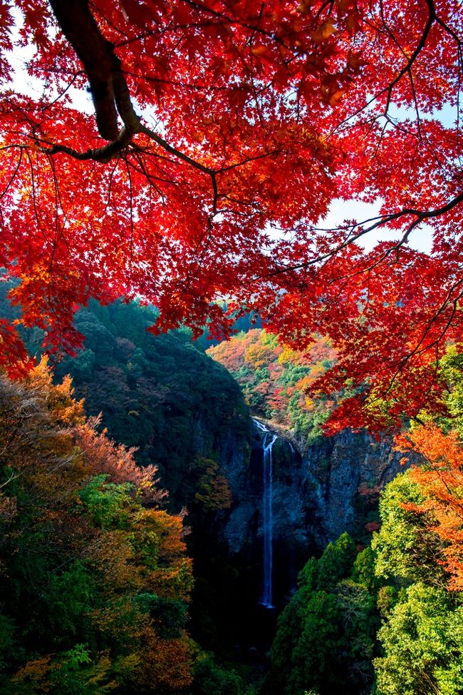 　紅葉前線が平地に降りてきました。<br />　天気が回復した23日、仙の岩や福貴野の滝の紅葉鑑賞です。