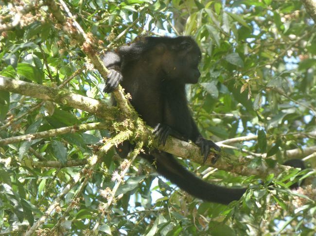 コスタリカ サンホセから日帰りツアー(最後)(Rio Sarapiqui, Costa Rica)