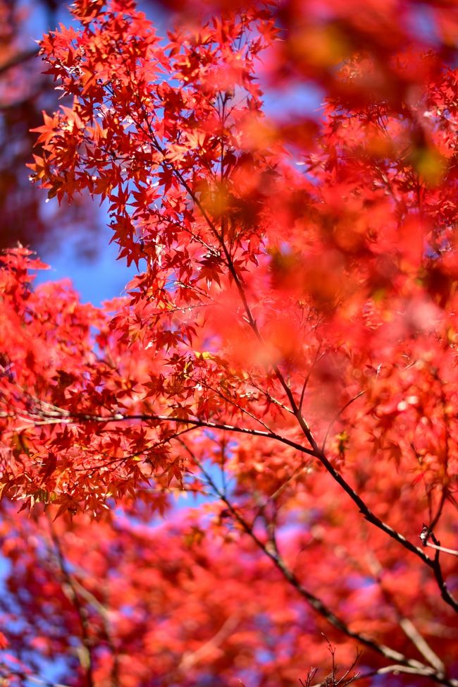 日帰りの京都紅葉旅行