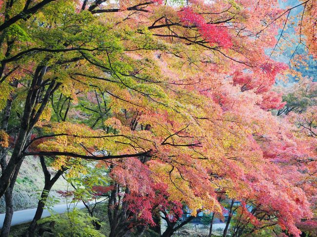 紅葉で有名な香嵐渓。見事としか言いようがない。渋滞が嫌で早朝に到着したらサクサク見終わって、さあ時間が余って困った。<br />リサーチによると奥三河のナイアガラなるものがあるらしい。その響きいいじゃない。行こう。<br />帰りに、道の駅もっくる新城 で限定の熊ラーメンに遭遇！(　ﾟдﾟ)<br />ジビエ好きにはたまらん誘惑。食べないという選択肢はない。