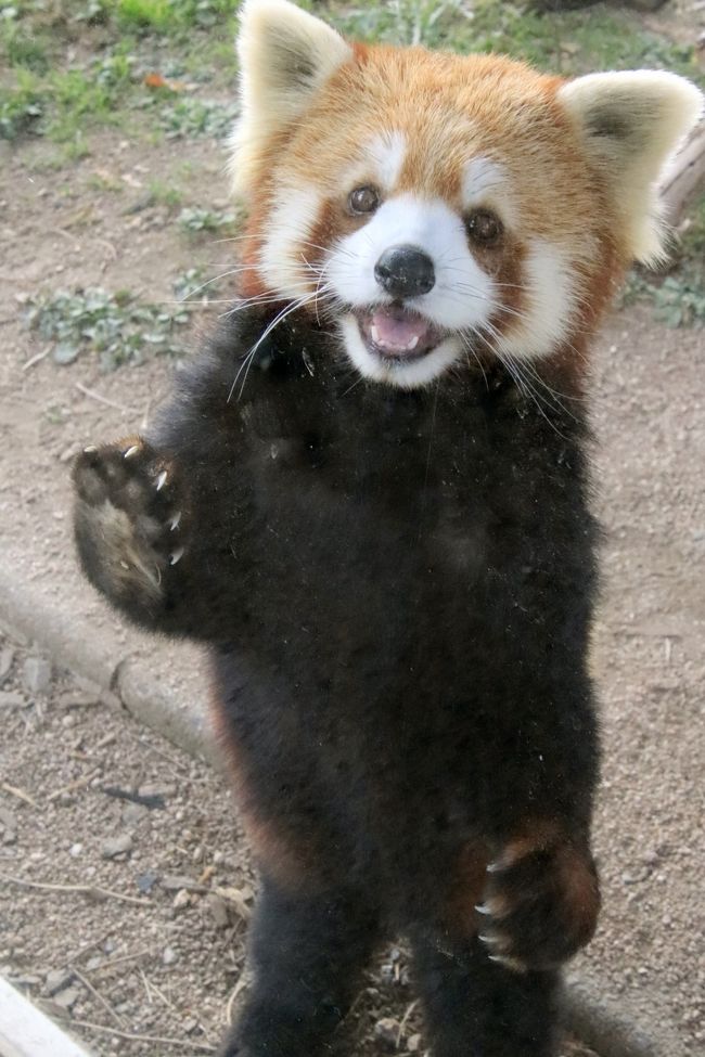 今回のレッサーパンダ遠征で訪れた２園のうち、広島の安佐動物公園では今年2019年生まれの赤ちゃんたちが目当てでしたから、いろいろ期待していました。しまいと思っても、赤ちゃんたちが外で過ごしている姿が見たいとか、具体的な期待をしていました。<br />一方、秋吉台サファリランドは、飼育頭数も多いので、できるだけたくさんの子に会えたらいいな、いいシーンを見て、それが写真に撮れたらいいな、と漠然と思っていただけで、具体的な期待はしていませんでした。<br />一緒に行ったmaoさんは、リンゴのエサやりタイムにレッサーパンダの背景に紅葉が見られて感激したので、それを今年も見たいと思っていて、私にもすごくいいよと伝えてくれたのですが、maoさんが期待していた紅葉については、私は思いっきり誤解していたので、その点も特に期待していなかったのです。<br /><br />だからびっくりです！<br />今回、秋吉台サファリランドのレッサーパンダたちは、できれば撮りたいなと思っていた写真を、ばっちり撮らせてくれたのですから！<br /><br />たとえば、表紙に選んだ優香ちゃんの立ち姿。<br />カメラの測光とオートフォーカスだと、不意に立ち上がったレッサーパンダを撮るのはなかなか難しいです。おなかが黒いので、画面全体が黒っぽくなるからか、顔が思いっきり白飛びした写真を量産しがちだし、動く被写体向けのオートフォーカスは、シャッターは切れるのですが、レッサーパンダの動きに間に合わないらしく、シャッターが切れたわりには、ピンボケ写真を量産しがちです。<br />それが、優香ちゃんが人工哺育で育ち、ひとなつっこいせいもあったと思いますが、ガラスに手をついて立ち上がった後、しばらくきょろきょろしていて、私の方にも目線を向けてくれたのです！<br />また、室内展示場にいる子たちは、ガラスがソフトフィルターのようになってしまって、ピントを合わせづらいのですが、午前中の航航じいちゃんも午後ヨウ（耀）くんも、こちらサイドが開いた小屋の中でリンゴを食べている時に、ばっちり撮れました！<br />また、「レッサーパンダが見えるレストラン」にいる優花ちゃんと野乃花ちゃん姉妹は、お互いの口元をべろべろなめる熱烈なキッスをずっと見せていてくれました！　レストランは土日祝日はバイキングなのです、姉妹がずっとずっとべろべろしていたので、なかなか食事を取りに行けなかったです（笑）。<br />それから、maoさんおすすめのリンゴタイムの紅葉は、今回は当番がイチハちゃん１頭で、以前４頭だったときを見ているのでその点では寂しかったけれど、黄色く色づいた木を背景に撮るには、１頭の方が撮りやすいかったです。<br />写真映えする美人なイチハちゃん、リンゴに注目するときの笑顔が、たまらなかったです！<br />そしてmaoさんがあれほど薦めてくれた意味が、実際にカメラを構えてみて、やっとわかりました@<br />その黄葉イチハちゃんと、優香ちゃんの立ち姿、どちらを表紙にするか迷いました！<br /><br />期待すまいと言いながら、今回ちょっと残念だったのは、2017年生まれのヨウくんとヒカリ（輝）くんの双子が別居していたことと、リンゴタイムはイチハちゃん１頭だけだったこと、それから優希くんは非展示の日で会えなかったことですが、それらを凌駕するラッキー続きでした！<br /><br />それに、秋吉台レッサーパンダにいつも全員に会えていたわけではなくて、今回、５回目にして初めてルナちゃんに会えました！<br />ルナちゃんは、他の子たちと比べると小ぶりな目が、いいかんじにつり目ちゃんで、とっても可愛らしかったです！<br /><br />屋外展示場の方は、午前中はイチハちゃんとルナちゃん、午後からは優香ちゃんが登場しましたが、優香ちゃんだけにならず、イチハちゃんルナちゃんとあわせて３頭同居となりました。<br />レッサーパンダも女の子の方がませていて、現実的（？）なので、まだ子どもだったり男の子同士の双子くらいでないと、それほど絡まない（燃費の悪い笹という主食を無駄に消費しない）のですが、優香ちゃんが人工哺育だったこともあって、他の子と一緒にいる姿を見られるのは、やはり嬉しかったです。<br />大人びて見えるイチハちゃんが、朝１番で見に行ったときは、妙にテンション低くて元気なかったのが心配でしたが、１日を通じて、元気良い姿をたくさん見せくれたので、それも嬉しかったです。<br /><br />＜レッサーパンダ・ファンのmaoさんと２人旅の秋の山口広島レッサーパンダ遠征の旅行記のシリーズ構成＞<br />□（１）広島前泊は２度目のユニバーサルホテルと動物園の売店散策と広島駅で止まらぬ買い物<br />□（２）山口前泊とグルメ：コンフォートホテルとmaoさんと駅前夕食&amp;サファリランド売店とバイキング<br />□（３）安佐動物公園と秋吉台サフアリランドで見られた紅葉のある景色やちょっぴりの花など<br />□（４）安佐動物公園レッサーパンダ特集：今年生まれの赤ちゃんの名前は広島カープ由来のカカとププ！<br />□（５）安佐動物公園：楽しみだったニホンカモシカの赤ちゃんからマルミミゾウまで見られたその他動物<br />■（６）秋吉台サファリのレッサーパンダ特集：紅葉のイチハちゃんや笑顔のたっち優花ちゃんやべた愛姉妹<br />□（７）秋吉台サファリふれあい広場の動物：仔ライオンお散歩や初アフリカハゲコウダイナミックフライト<br /><br />秋吉台サファリランドの公式サイト<br />http://www.safariland.jp/<br /><br />＜タイムメモ（秋吉台サファリランド・詳細版）＞<br />【2019年11月15日（金）】<br />17:10　東京駅始発の新幹線のぞみ53号博多行きに乗車（指定席）<br />21:04　広島駅に到着（定刻）＆maoさんと合流<br />（その後、駅前のクリスマスツリー撮影）<br />21:15-22:00　駅の星乃珈琲店でおしゃべり<br />（21:15オーダーストップ／22時閉店）<br />22:05-22:15　在来線側の明日のバス停下見<br />22:40　広島駅前ユニバーサルホテル新幹線口にチェックイン<br /><br />【2019年11月16日（土）】<br />06:20　起床<br />06:40-07:30　ホテルの無料バイキング朝食<br />07:50　ホテルをチェックアウト（前払い精算済）<br />（途中のコンビニで買い物）<br />08:00前　在来線側の９番バス停に到着<br />08:18　広島駅前発のバス（あさひが丘線）に乗車<br />（交通系カードOK／500円）<br />09:15　安佐動物公園に到着（定刻09:08）<br />09:25　安佐動物公園に入園<br />09:25-16:30　安佐動物公園（開園09:00／閉園16:30）<br />16:30　安佐動物公園を出る<br />16:44　安佐動物公園前のバス停からバスに乗車<br />18:00頃　広島駅に到着（定刻17:38）<br />（降車場所は駅前大橋で駅前のバスターミナルではない）<br />18:15-18:25　駅ビルで広島みやげの買い物<br />18:30　ホテルに戻って荷物を引き取る<br />18:50　広島駅新幹線改札に到着<br />19:04　新幹線こだま751号に乗車（自由席）<br />19:45　新山口駅に到着<br />（実際は広島発も新山口到着も３分遅れ）<br />20:05　コンフォートホテル新山口（在来線側）にチェックイン<br />20:20-20-30　新幹線改札前の山口銘品館（07:00～20:30）で買い物<br />20:35-21:50　三代目網元 魚鮮水産 アイスタ新山口店（新幹線側）で夕食<br />22:05-22:30頃　ホテルのロビーでコーヒーを飲みながらおしゃべり<br />（部屋に戻った後は風呂にも入らずすぐに爆睡）<br /><br />【2019年11月17日（日）】<br />03:20　いったん起床＆風呂と写真チェック<br />06:10-06:50　二度寝<br />07:05-07:45　ホテルの無料バイキング朝食<br />08:20　ホテルをチェックアウト（前払い精算済み）<br />（途中駅前のコンビニで買い物）<br />08:35　東萩駅行きのバスに乗車（1,320円）<br />（交通例カード不可・バスターミナルで切符を購入）<br />09:19　絵堂のバス停に到着／配車予約済のタクシーに乗り換え<br />（タクシー代１台1,120円）<br />09:30　秋吉台サファリランドに到着＆入園（09:30開園）<br />09:35　ふれあい広場に入園（1,000円）<br />09:40-09:50　カンガルー<br />09:50-11:05　レッサーパンダ★<br />（屋内は航航・屋外１はルナとイチハ・屋外２はヒカル）<br />（10:00頃　朝ごはん）<br />11:10-11:30　レストランのそばのレッサーパンダ★<br />（風花・野乃花）<br />11:30-11:40　売店散策<br />11:40-12:10　キャラメルマッキャート休憩<br />12:20-12:45　キッズサファリ<br />12:50-13:35　レッサーパンダ★<br />（13:30-13:30　エサやり体験）<br />（屋内はヨウに交代・屋外１に優花加わる・屋外２はヒカル）<br />13:45-13:55　キッズサファリにて仔ライオンのお散歩<br />（お散歩のイベント時間は13:30-14:00）<br />14:00-14:15　アフリカハゲコウダイナミックフライト<br />14:15-14:35　レッサーパンダ★<br />14:35-14:40　ウサギ・キリン<br />14:45-15:50　レストランのバイキング（ランチ兼夕食）<br />（オーダーストップ15:30／16:00閉店）<br />（レッサーパンダの風花と野乃花ラブラブ）★<br />16:00-16:20　レッサーパンダ★<br />16:30　秋吉台サファリランドを出る（16:30閉園（冬時間））<br />17:01　秋吉台サファリランド発・秋芳洞行きのバスに乗車<br />17:19　太田中央のバス停に到着（560円）<br />18:20　東京行きの夜行バスに乗車<br /><br />【2019年11月18日（月）】<br />09:10　霞ヶ関で降車（定刻より１時間遅れ）<br />（定刻では霞ヶ関08:13・東京駅日本橋口08:24到着）<br />（霞ヶ関で降車した方が丸ノ内線に近い）<br />10:50頃　帰宅<br /><br />＜これまでの秋吉台サファリランドと前泊や周辺観光の旅行記＞<br />※ちなみに2018年までの過去の旅行記では、優香ちゃんの漢字を勘違いしていて優花ちゃんとしていました。<br /><br />４回目：2019年１月６日（前泊）～１月７日<br />「新春2019・山口レッサーパンダ遠征（４）新山口前泊で初めて泊まる在来線側のコンフォートホテル新山口＆フグ以外の山口グルメと徳山駅で先に買ったフグづくしの山口みやげ＆景色も楽しんだ秋吉台サファリランドいろいろ」<br />https://4travel.jp/travelogue/11445586<br />「新春2019・山口レッサーパンダ遠征（５）秋吉台サファリランド（前編）レッサーパンダ特集：まだまだやんちゃな１才半のヒカルくんとヨウくん朝ごはんやプロレス遊びやエサやり体験＆乙女になった優香ちゃんや航航じいちゃん・イチハちゃんにも会えて総勢８頭」<br />https://4travel.jp/travelogue/11449424<br />「新春2019・山口レッサーパンダ遠征（６）秋吉台サファリランド（後編）ハリネズミともふれあえ、生まれて２週間の赤ちゃんカピバラにも会えたキッズサファリ＆サファリゾーンは定番のエサやりバスで」<br />http://4travel.jp/travelogue/11449429<br /><br />３回目：2018年１月27日（前泊）～１月28日<br />「２度目の山口福岡レッサーパンダ遠征も寒波到来にやきもき（１）不安だらけだった新山口前泊とアクセス＆今度こそ山口グルメ～路線バスの車窓の外と秋吉台サファリランドの雪景色」<br />https://4travel.jp/travelogue/11326957<br />「２度目の山口福岡レッサーパンダ遠征も寒波到来にやきもき（２）秋吉台サファリランド（前編）レッサーパンダ特集：雪の上で大はしゃぎの耀くん輝くん＆弟たちに相手にされず、ちょっと切ない優花ちゃん」<br />https://4travel.jp/travelogue/11328368<br />「２度目の山口福岡レッサーパンダ遠征も寒波到来にやきもき（３）秋吉台サファリランド（後編）写真専用カーで撮った雪景色のサファリゾーンの動物たち＆ライオン・ホワイトタイガーエサやり体験やキッズサファリの動物たち」<br />https://4travel.jp/travelogue/11328373<br /><br />２回目：2017年９月23日（前泊）～９月24日<br />「2017年９月２週続けてのレッサーパンダ遠征＜山口＆広島＞（１）２度目の新山口アクセス＆前泊編：温泉の大浴場は男性専用なのは残念だったけどなかなか良かった新山口駅新幹線口に近いホテルアムゼ＆秋吉台サファリランドのランチバイキングなど」<br />https://4travel.jp/travelogue/11288964<br />「2017年９月２週続けてのレッサーパンダ遠征＜山口＆広島＞（２）秋吉台サファリランド（前）またまた偶然shimahukurouさんとご一緒できたレッサーパンダ特集：２ヶ月齢の耀（ヨウ）くん・輝（ヒカル）くん＆日本最高齢となった宝宝（バウバウ）じいちゃん・やんちゃ盛りの優花ちゃんほか総勢８頭！」<br />https://4travel.jp/travelogue/11291657<br />「2017年９月２週続けてのレッサーパンダ遠征＜山口＆広島＞（３）秋吉台サファリランド（後）ライオンの赤ちゃんの散歩にびっくりしたふれあい広場の他の動物たち＆今度も楽しめたキッズサファリ＆今回もエサやりバスでサファリゾーンへ」<br />https://4travel.jp/travelogue/11293393<br /><br />１回目：2017年２月８日（前泊）～２月11日<br />「初・山口福岡レッサーパンダ遠征はこの冬最大の寒波到来（１）新山口アクセス＆前泊編：抜群のコスパの新山口駅新幹線口目の前のホテルアクティブ！山口＆秋芳洞アクセス」<br />https://4travel.jp/travelogue/11215514<br />「初・山口福岡レッサーパンダ遠征はこの冬最大の寒波到来（２）日本最大級の鍾乳洞・秋芳洞をひとりじめ＆タクシー運ちゃんに解説してもらった秋吉台カルスト台地」<br />https://4travel.jp/travelogue/11215515「初・山口福岡レッサーパンダ遠征はこの冬最大の寒波到来（３）秋吉台サファリランド（前）これまで以上に近い目の前でのレッサーパンダエサやり体験！～動物ふれあい広場の優希くん・風花ちゃん・人工哺育の優花ちゃん・航航じいちゃん＆レストラン脇の野々花ちゃん・いちはちゃん」<br />http://4travel.jp/travelogue/11217484<br />「初・山口福岡レッサーパンダ遠征はこの冬最大の寒波到来（４）秋吉台サファリランド（後）他の動物のエサやりも楽しんだ動物ふれあい広場＆エサやりバスでサファリゾーンへ」<br />http://4travel.jp/travelogue/11217595<br /><br />※これまでの動物旅行記の目次を作成済。随時更新中。<br />「動物／動物園と水族館の旅行記～レッサーパンダ大好き～　目次」<br />http://4travel.jp/travelogue/10744070<br />