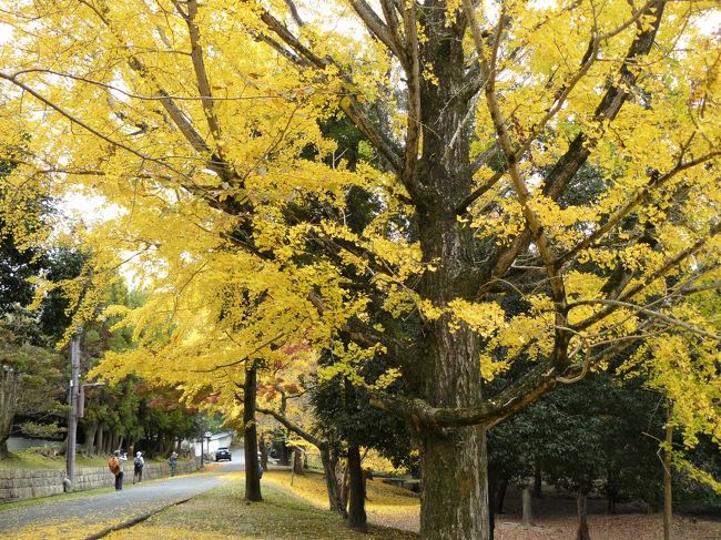 二月堂から東大寺へ紅葉を楽しみながら歩きます