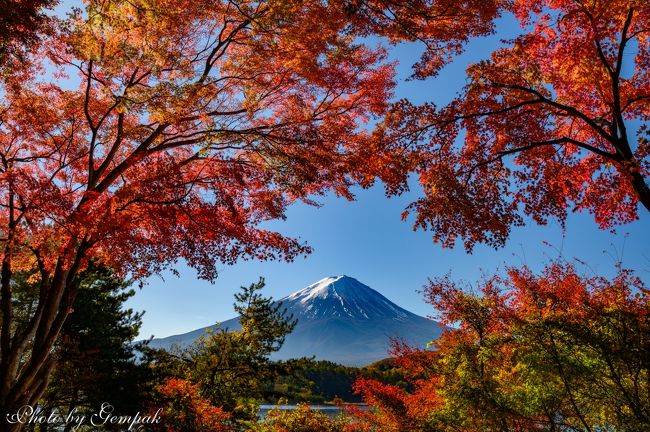 11月17日から3泊4日で今年最後の山中湖ロッジ滞在を楽しんできた。<br />今年は、紅葉のピークが遅れ、山中湖の紅葉は11月初めで終わりとなるのだが、今年は11月下旬でもまだ見られた。河口湖は紅葉のピークが山中湖より2週間ほど後になるので、今回は紅葉狩りにぴったりのタイミングだった。<br />富士吉田の富士山ミュージアムのモミジ回廊は、ちょっとタイミングが遅かった。<br />いずれの紅葉も山中湖ロッジに通うようになって何回も訪れ、過去の旅行記でも幾度となく投稿しているが、飽きもせず今回もまた投稿しました。