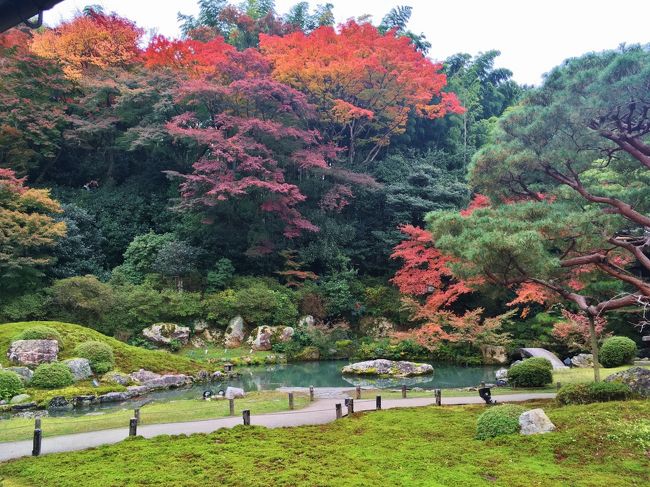 円山応挙の展覧会を見に先月に続いて京都へ行ってきました。紅葉も見頃を迎え、ランチの後にもみじ狩り♪上着なしで過ごせる程暖かく、紅葉も綺麗で気持ち良く散策できました(*^_^*)<br /><br />
