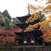 湖北の観音めぐり・湖東三山の紅葉・信楽焼