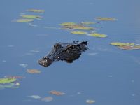 野生ワニとカカドゥ国立公園へ