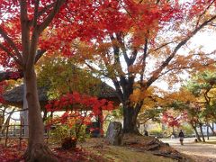 秋の「懐古園」_2019_紅葉は見頃を終わりかけています。（長野県・小諸市）