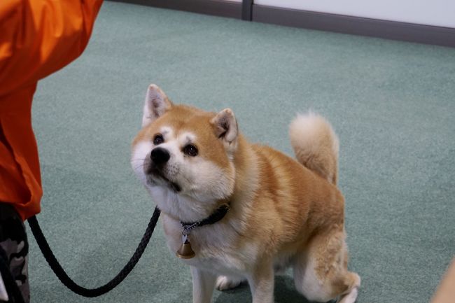 そろそろ東北に行きたい・・・<br />(先月は台風でフライトキャンセルになった)<br /><br />そんな中、金曜日に所要で東京へ。<br />ならば帰りにちょっとだけ寄り道しましょう。<br />やっぱこの時期といえば、きりたんぽ鍋が食べたい!<br />となると行き先は秋田(*´∀`*)<br /><br />交通手段はANAの特典航空券を検索。<br />往路は大館能代空港行きをゲット。<br />復路は秋田と大館能代空港は無かったけど、<br />青森空港発をゲット。<br />むしろ望むところ(・∀・)<br /><br />11/22(金) 羽田空港ー大館能代空港 大館できりたんぽ鍋<br />11/23(土) 大館で秋田犬 ←この旅行記はここまで<br /> JR 大館ー弘前ー青森<br />11/24(日) 青森空港ー伊丹空港<br /><br />※東京からほんのちょっと寄り道するだけの旅です。