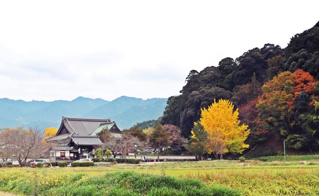 斑鳩が見る夢 いんぐりもんぐり 飛鳥ミステリー 飛鳥 奈良県 の旅行記 ブログ By ウェンディさん フォートラベル 斑鳩が見る夢 いんぐりもんぐり 飛鳥ミステリー 飛鳥 奈良県 の旅行記 ブログ By ウェンディさん フォートラベル