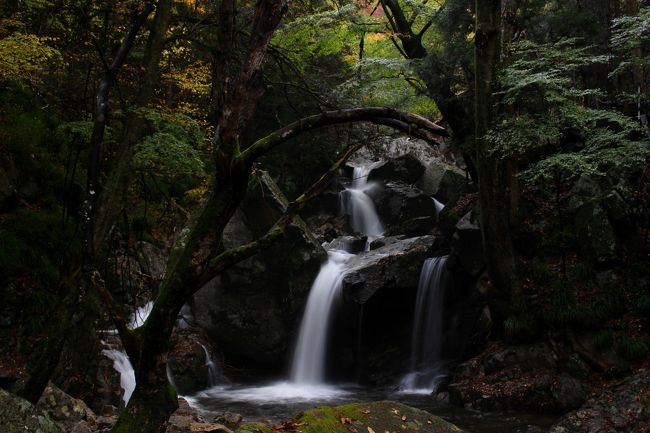 ☆毎年恒例の“みちのく最南端の矢祭町”にある滝川渓谷に見納めの紅葉を見に行ってきました。<br />“滝川渓谷”はかなり高低差があるのでどの地点の紅葉を期待するかで訪れるべき時期も違ってきます。<br />さらに高低差は元より日当たり状況や地形によっても紅葉＆落葉に差があるので、<br />一度に全部の紅葉がMAXにはなり得えず予想がかなり難しいです。<br /><br />昨年は初めていつもとは逆に渓谷最頂部から渓谷を下り桂木の滝までしか見学しませんでしたが<br />今年は例年通り最下部から最頂部までじっくりゆっくり楽しんできました。<br />滝川渓谷はみちのく最南端の紅葉ですが、けして最後ではありません。<br />みちのく最後の紅葉は“いわき龍神峡”で、滝川渓谷より１０日ほど遅い紅葉です。<br /> <br />