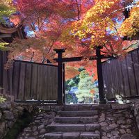 2019年11月　京都嵐山の紅葉　厭離庵・二尊院