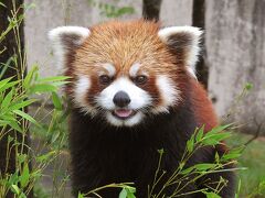 北海道・東北動物園めぐり⑩【秋田市大森山動物園】