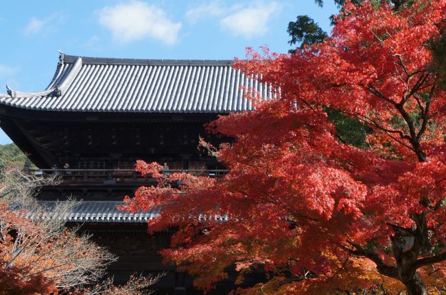 毎年訪れる京都、後幾度見れるのだろう？、人生の黄昏の域に達した私も、綺麗な紅葉になり一枚の枯れ葉となれば良いのだが。