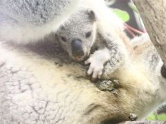 Ｗベビーの出会いがあった晩秋の埼玉こども動物自然公園～もう１頭コアラの赤ちゃん＆水滴ガラス越しの赤ちゃんとじいちゃんも可愛いレッサーパンダ
