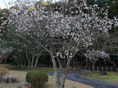 千波湖で冬に見る桜