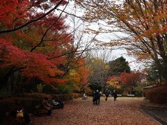 瑞宝寺公園へ　紅葉狩り