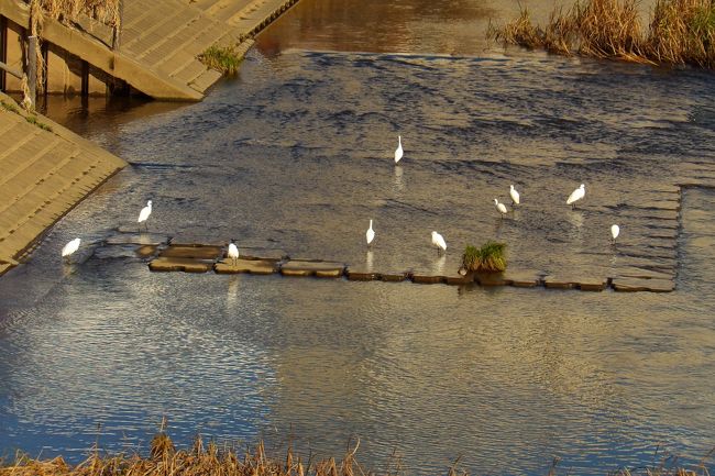 　昨日までの1週間は雨続きであったが、その前の晴天の日（11/21）には、柏尾川に白サギが7羽も群れていて（https://4travel.jp/travelogue/11568842）驚いた。ただし、写真には5羽しか写ってはいなかった。1週間振りの晴れの日となった今日、柏尾川には10羽の白サギが群れていた。場所は桜橋の上流である。その10羽の白サギの姿を写真に写した。まさか、白サギも黒のカワウのような数まで殖えて群れる（https://4travel.jp/travelogue/10925294）ことはよもやないだろうか、不安になる。<br />（表紙写真は10羽の白サギ）