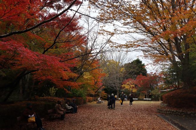友人とお昼から<br />近場できれい紅葉を見に行きました<br />神戸新聞にも掲載されたいて<br />ベストな紅葉が見れました