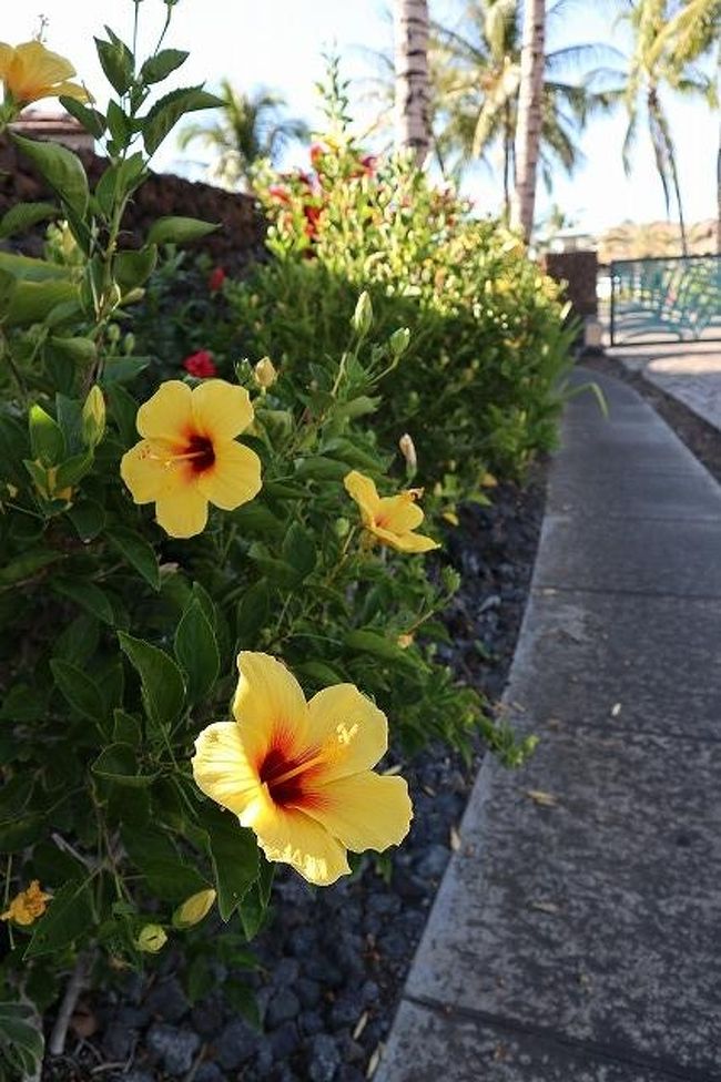 2019・10月・ハワイ島　ハワイ島の花達