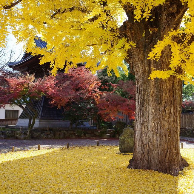 2019年11月29日、遅まきながらこの冬一番の寒気来襲となったこの日、天気には恵まれそうな予報だったので、思い立って名古屋市名東区の自宅からほど近い多治見、定光寺方面へ紅葉狩りに出かけてきました。<br />まず最初は多治見市の虎渓山永保寺、初めてお邪魔しましたが大イチョウの木が実に見事でした。<br />近くの名店「信濃屋」でランチを頂き、半世紀以上生き永らえている中で生まれて初めてアウトレットなるものにも立ち寄ってみました。<br />その後、中央線定光寺駅近郊で期間限定で公開されている愛岐トンネル群を散策し、最後に定光寺を見学すると言うまさに紅葉三昧。<br />腕もないうえ写真はコンデジGR3での撮影なのでiPhoneより多少はマシと言うレベルですが、素晴らしい光景はしっかりと目に焼き付けておきました。