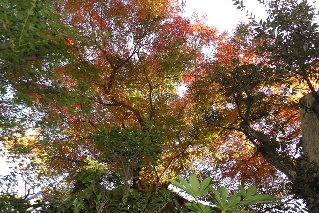 長谷から二階堂の奥まで歩いてみたが、紅葉の見頃はまだまだ先のようだ。しかし、永福寺跡から鎌倉宮に戻る途中のお屋敷の玄関前にある紅葉(もみじ)が一番紅葉していた。このお宅には紅葉する木は1本しかないので、その1本が早めに紅葉しても、木が大きいので見栄えがする。今年(2019年)最初に見る紅葉の風景とも言える。<br />(表紙写真は玄関前の紅葉)