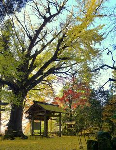 オハツキイチョウの黄葉 ! 戒長寺