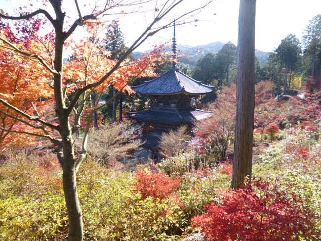 TVで、兵庫県豊岡市にある「但馬安国寺」の「ドウダンツツジ」が紅葉して見ごろだと伝えていました。<br />映像で見るその紅葉がとてもキレイで、一目で魅了されて。<br />見に行きたい～！！！と思ったけれど、豊岡はちょっと遠い。<br />日帰り出来ない距離ではないけれど・・・・・<br />現に「ゆり園」を見に行ったことがあって、でも、遠かった。<br />もう若くもないし。<br /><br />近場で「ドウダンツツジ」の見所はないものかと探してみたら、あった！！！<br />県内の湖南市にある【常楽寺】<br />数日、用事があったり寒くてお天気が悪かったりと、そういう日を見送って、快晴の「これぞ、紅葉びより」という日に出かけました。<br />