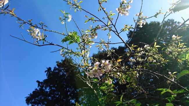 愛知県で最後まで見られる紅葉とヒマラヤ桜のコラボと重要文化財を観ましょうか。重要文化財が見られるのは年に5日間だけ。