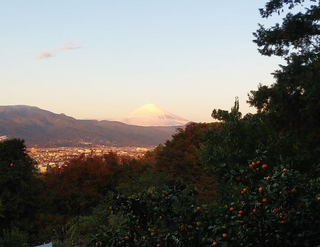 この数日小田原市は極寒の毎日、2日連続で霜柱が立つ朝を迎えています。寒さに負けじと早朝散歩に出掛けていますが実に厳しい季節に突入してきました。それに引き換え朝から好天、国府津山からの眺望も遠くまで見渡せます。冨士山は何時、何処から見ても綺麗ですが昨日、今日は特に綺麗、独り占めするには勿体無く4TR愛好様にも是非見ていただきたくUPしました。サンデーマイニチの現在、散歩が仕事に変わった状態ですが、心の癒し、体力維持のため無理をしない程度の運動を心がけています。
