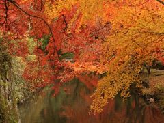 錦秋の紅葉を愛でる♪　松平郷紅葉と再びの香嵐渓紅葉♪