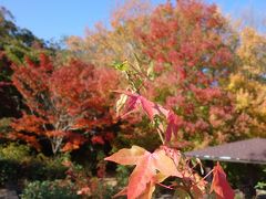 大高緑地で紅葉狩り。開放的ないいところです。