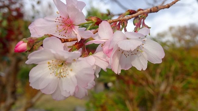 午前中は、ゴンママもワシも歯科医院へ通院しました。<br /><br />ゴンママは大阪市内の歯科医院へ、ワシは同じ町内の病院へ。昼ご飯は、ゴンママが造って置いてあるのを温めて食べました。<br />昼食後何もすることが無いので、久しぶりに池田市の城跡公園へ、十月桜がまだ残っているかもしれないと思い、出かけました。まだ残っていたら、その状態を見てから、池田市伏尾の久安寺にも行ってみようと出掛けましたが、城跡公園の十月桜の花が少なく、久安寺へ行くのはやめました。<br /><br />写真が多いので3冊に成っています。<br /><br />写真は、池田城跡公園に咲く十月桜。