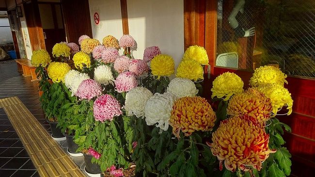 中巻からの続きです。<br /><br />写真は、トイレのある資料館前に咲く、大輪の菊。