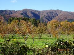 2019秋　滋賀県マキノ　メタセコイア並木