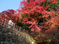 河内藤園「もみじの森」と麻生大浦荘「紅葉特別公開」＆「魚楽園」日帰りの旅