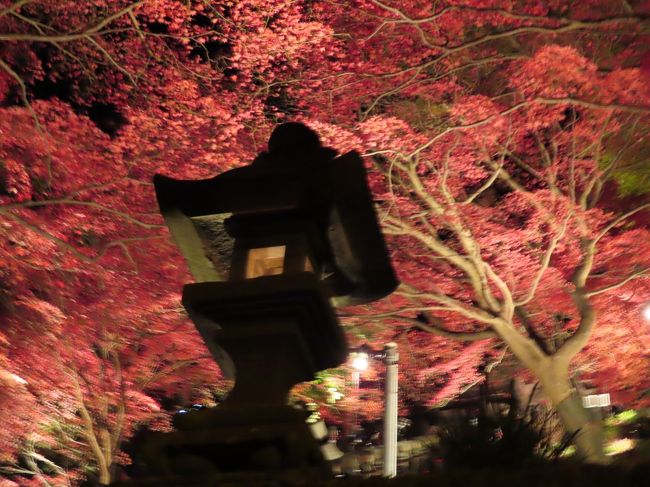 大山の紅葉のライトアップ<br />11月24日（日曜日）最終日だったようなのですが、紅葉の時期が少し遅れたので、30日、12月1日とライトアップの日が追加されました。<br />期間中は、2時間待ちもとのうわさも聞き躊躇していましたが。<br />今回30日は、それほどの待つこともなく、バスに、ケーブルカーと数回待つだけでスイスイと（混んではいました）<br />24日は雨天でしたが、本日30日（土曜日）は快晴でした。<br /><br />