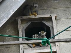 雨の中の大牟田市動物園