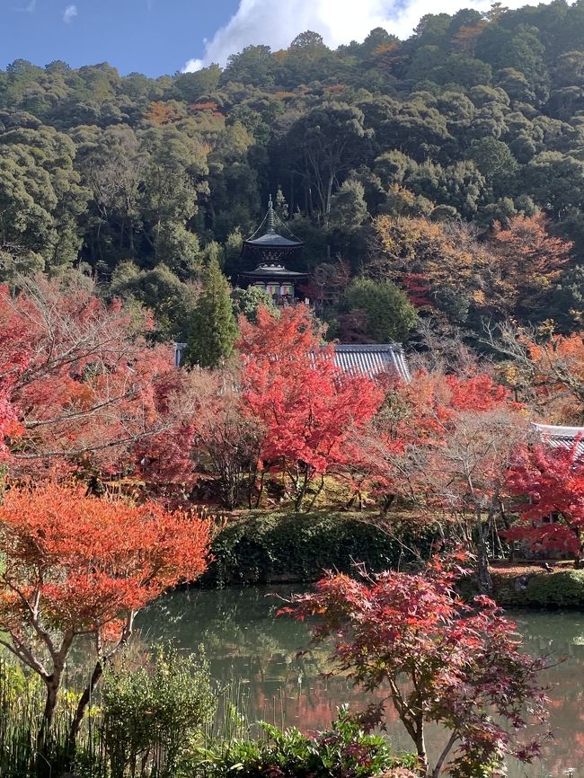1年ぶりの京都です。　去年は銀閣寺から哲学の道を歩き南禅寺へと行きました。<br />今年は京都植物園に行こうかなとも思いましたが、再訪したいお店があったので去年と同じエリアにし紅葉は去年行ってない永観堂に行きました。