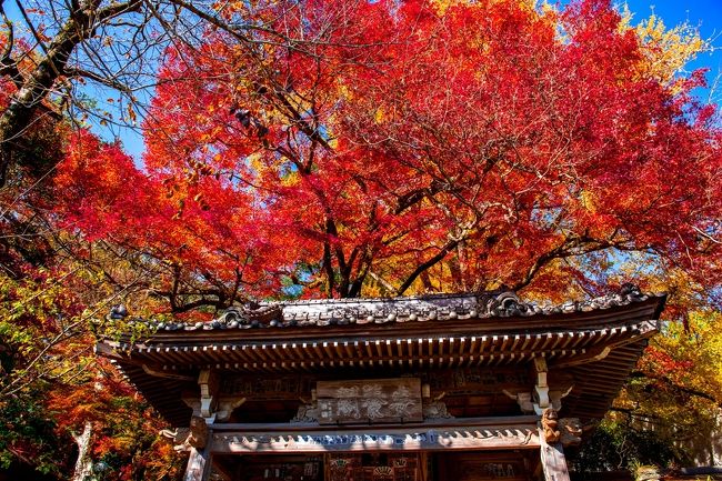 　富貴寺大堂は、宇治の平等院鳳凰堂、平泉の中尊寺金色堂と並ぶ日本三阿弥陀堂のひとつであり、現存する九州最古の木造建築物です。<br />　この時期、境内一面が紅葉に染まります。