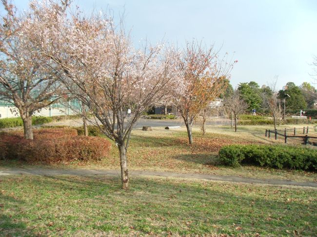 【ﾌｫﾄ・ｼﾞｮｸﾞ】 ｼﾞｮｷﾞﾝｸﾞしつつ合間に撮影<br /><br />東京、調布飛行場の隣：武蔵野の森公園・・の秋の断片を抜き取りました！！<br /><br />写真は秋の桜：ジュウガツ桜