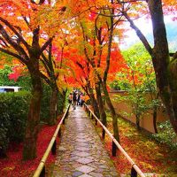 京都の紅葉はやっぱり凄かった。紅葉を求めて鷹峯の源光庵・光悦寺・常照寺を巡る