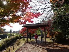 プチ紅葉（あいち健康の森公園：愛知県大府市）　2019.12.1